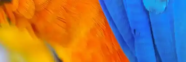 bird2