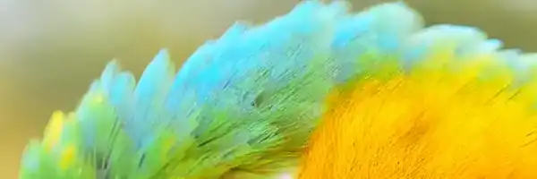 bird3