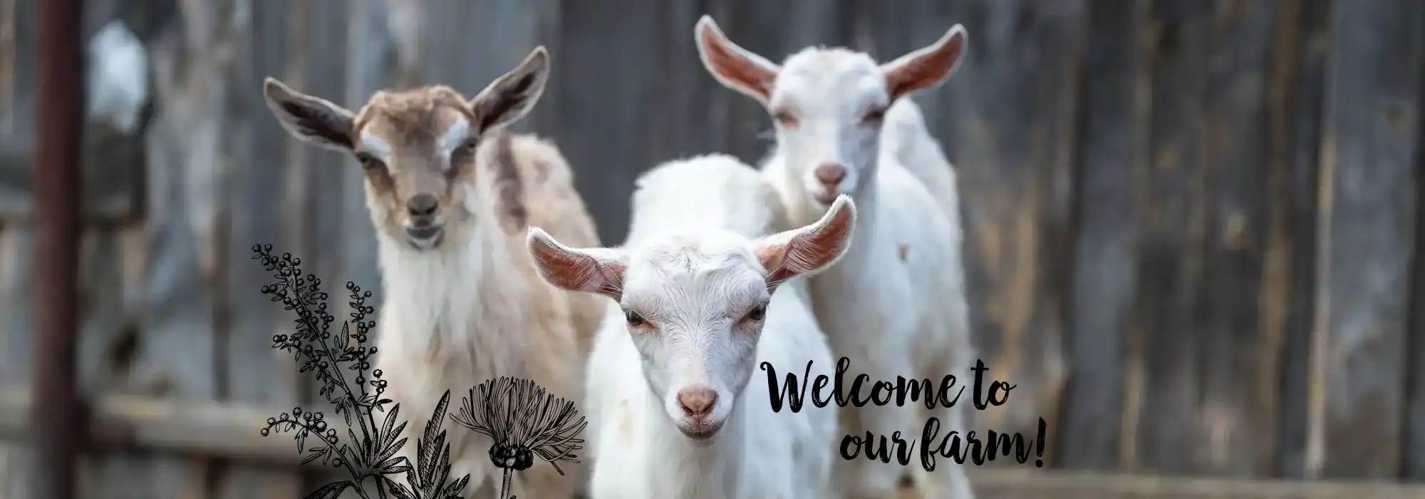 welcomePhoto3
